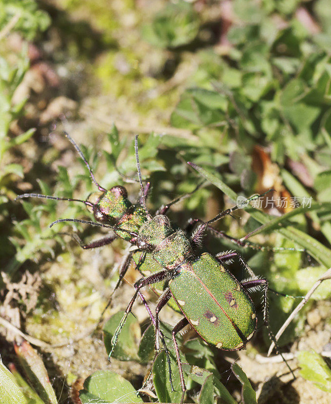 甲虫:Copula的绿虎甲虫(Cicindela campestris